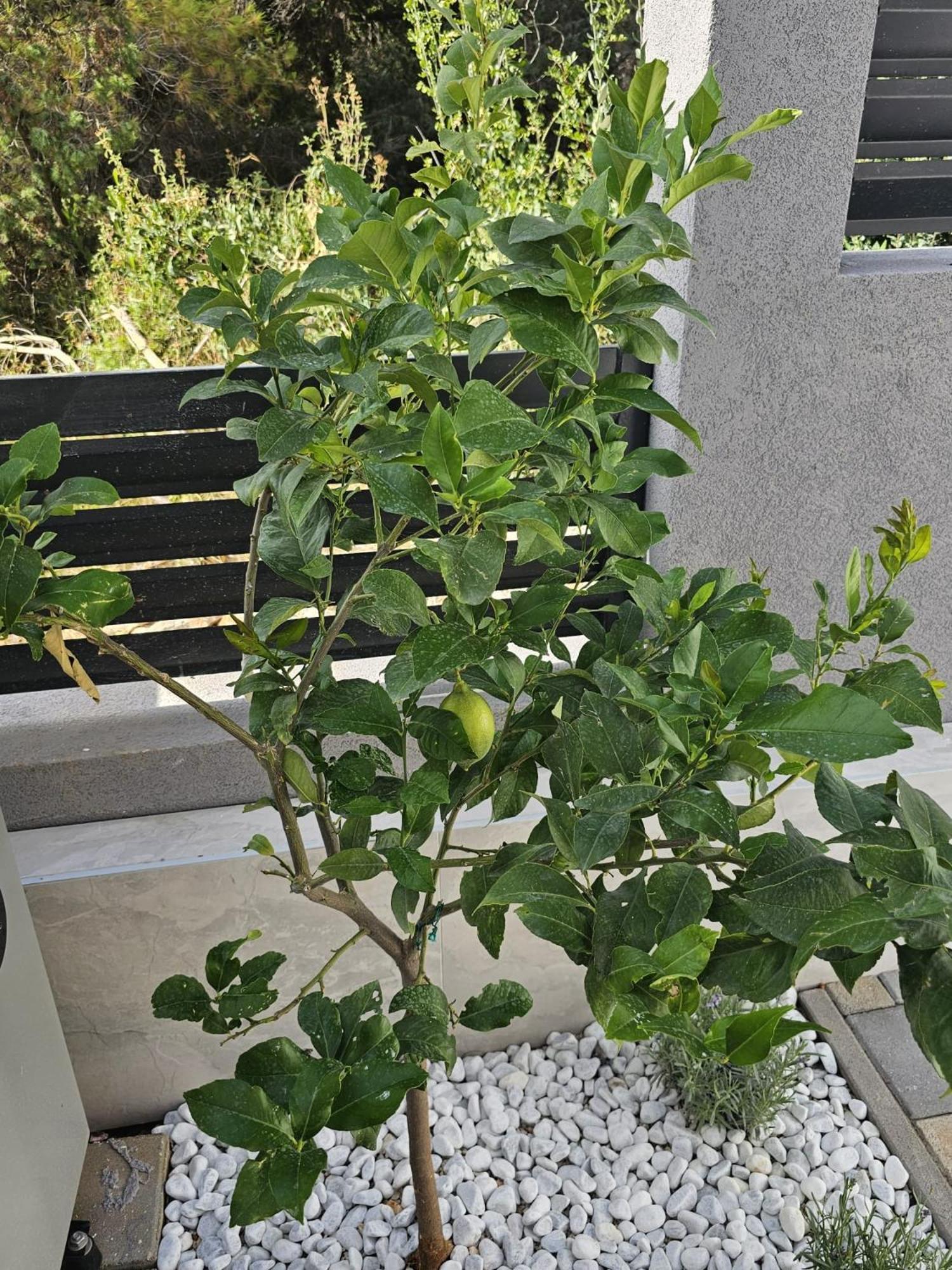 Villa Botic Τρογκίρ Εξωτερικό φωτογραφία